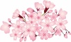 桜花水彩画風手書きイラスト春手描き和アイコン和風和柄3月4月かわいい３月４月入学