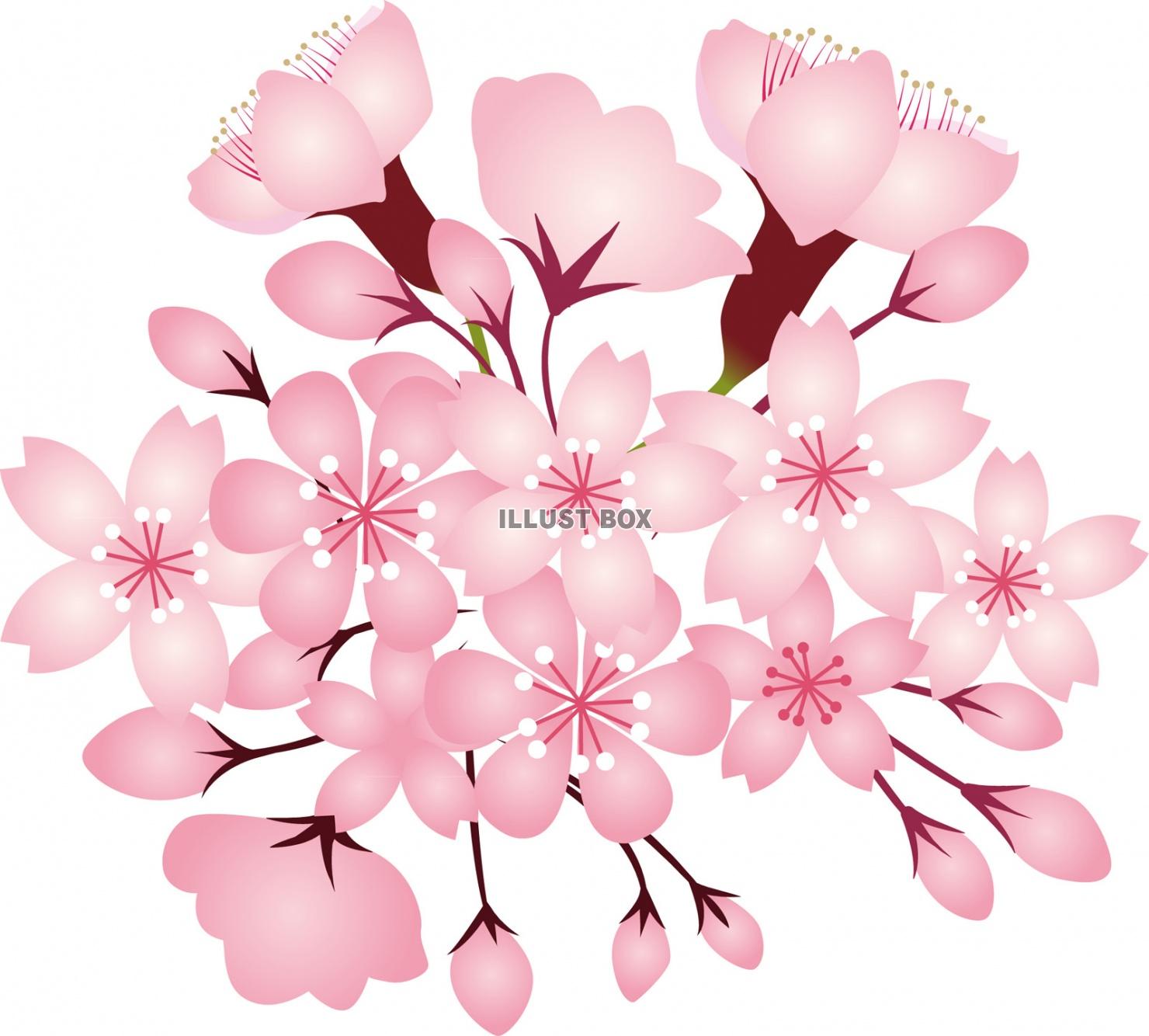 無料イラスト 桜花水彩画風手書きイラスト春手描き和アイコン和風和柄3月4月
