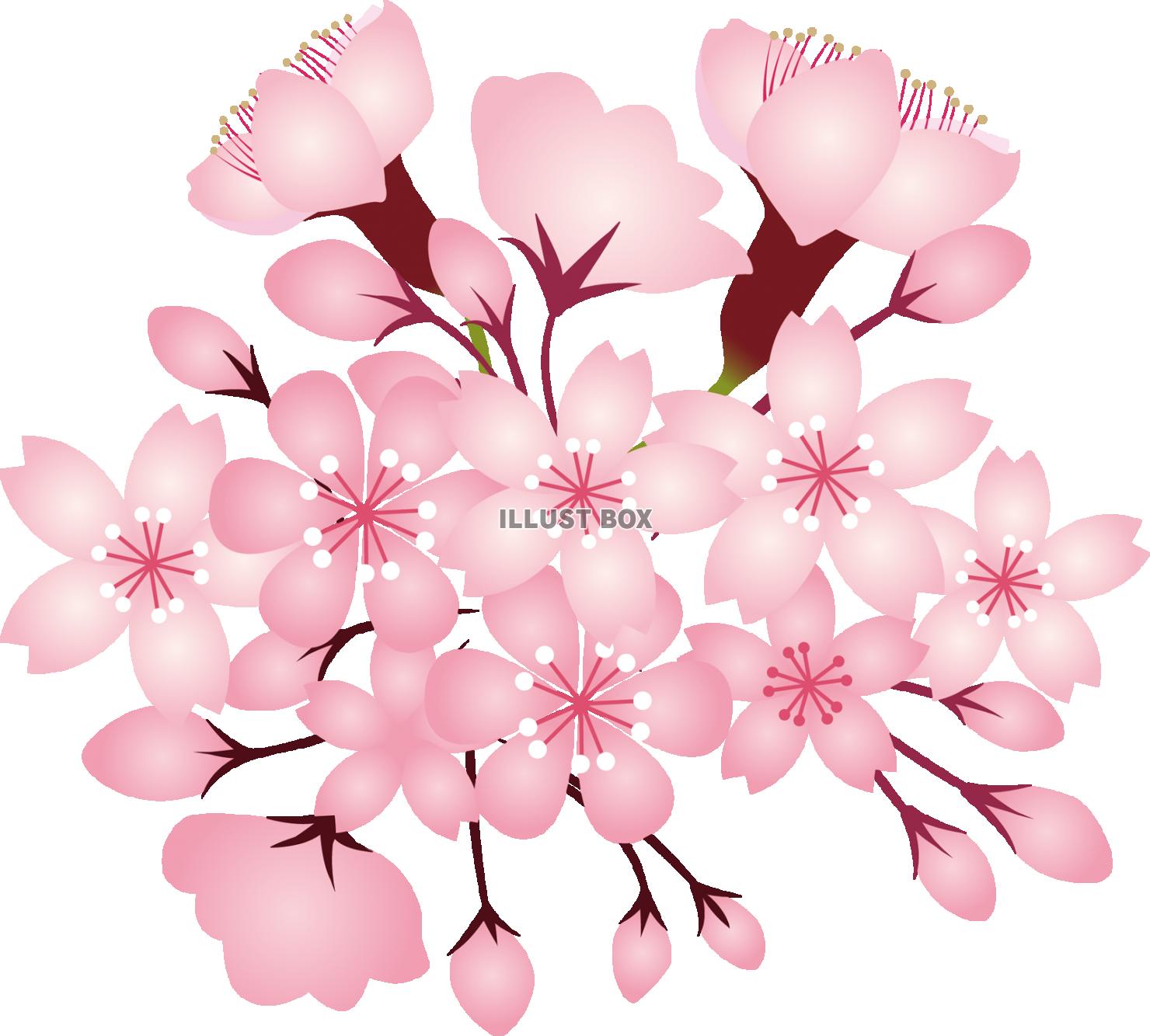 無料イラスト 桜花水彩画風手書きイラスト春手描き和アイコン和風和柄3