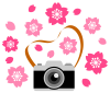 カメラと桜