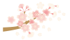 桜の枝