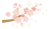 桜の枝