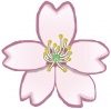 桜(花)jpg
