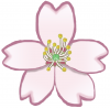 桜(花)png