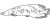 ピラルクのイラスト 