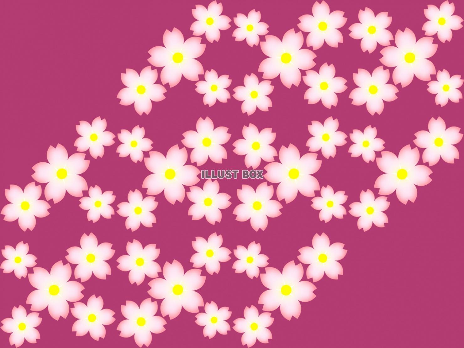 桜の花の壁紙シンプル花柄背景素材イラスト