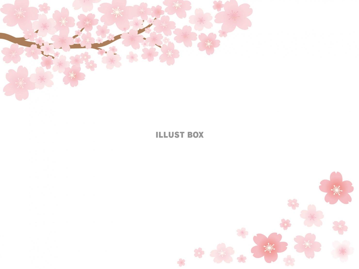 綺麗な背景 桜 美しい花の画像