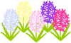 ヒヤシンス（春のお花）　５色　
