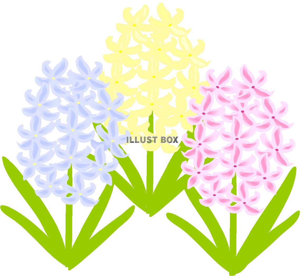 ヒヤシンス（春のお花）　３色　２