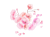 桜01
