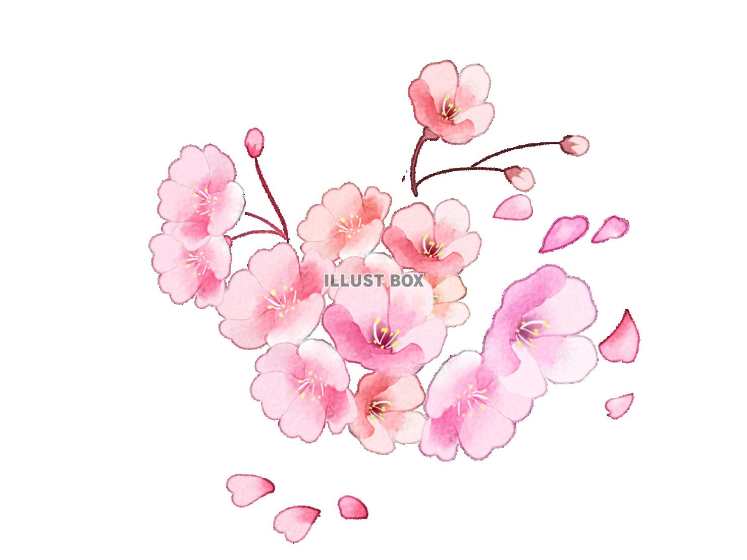 桜01