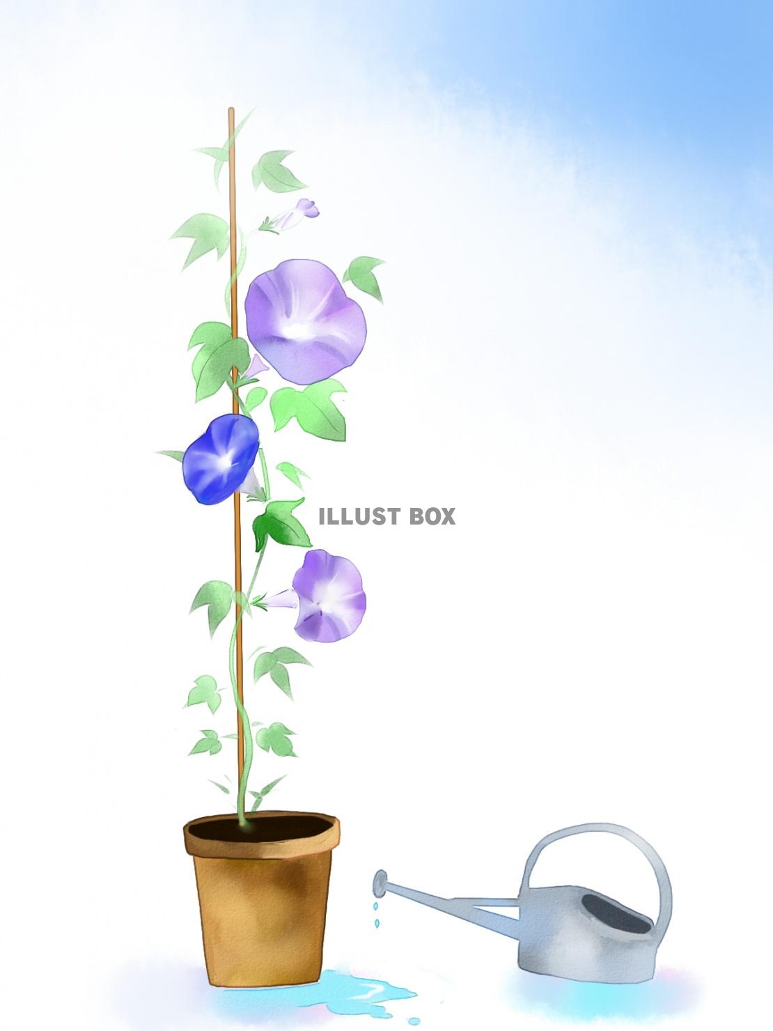 朝顔のイラスト