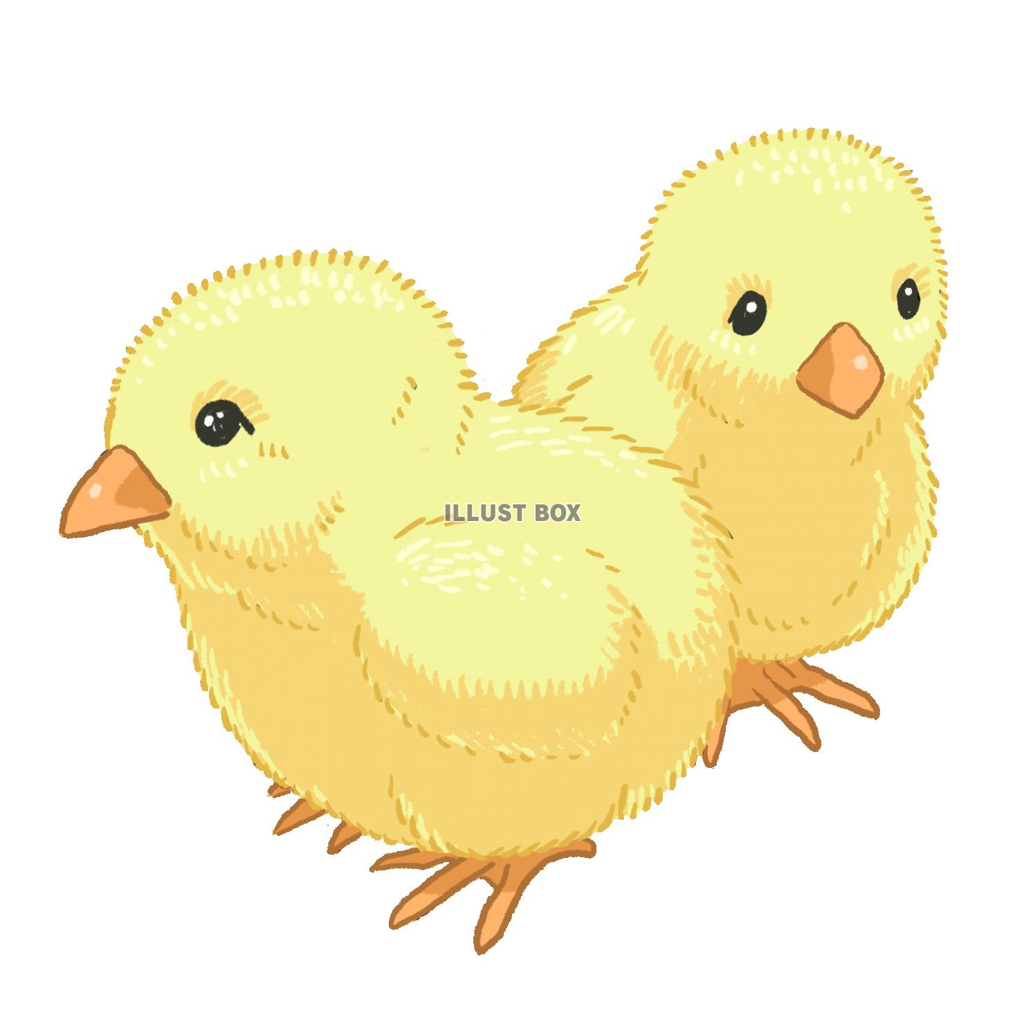 ひよこ