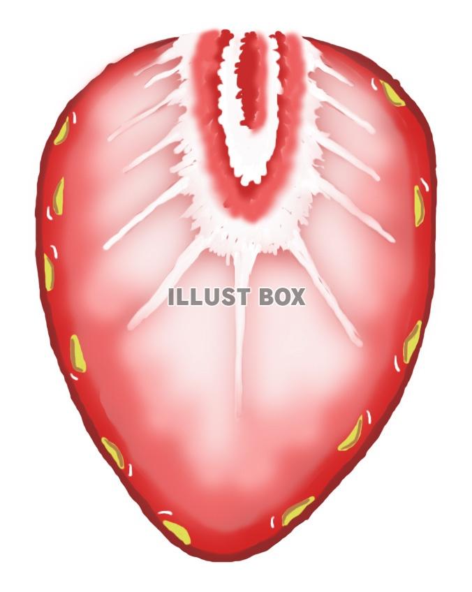 苺(断面)jpg