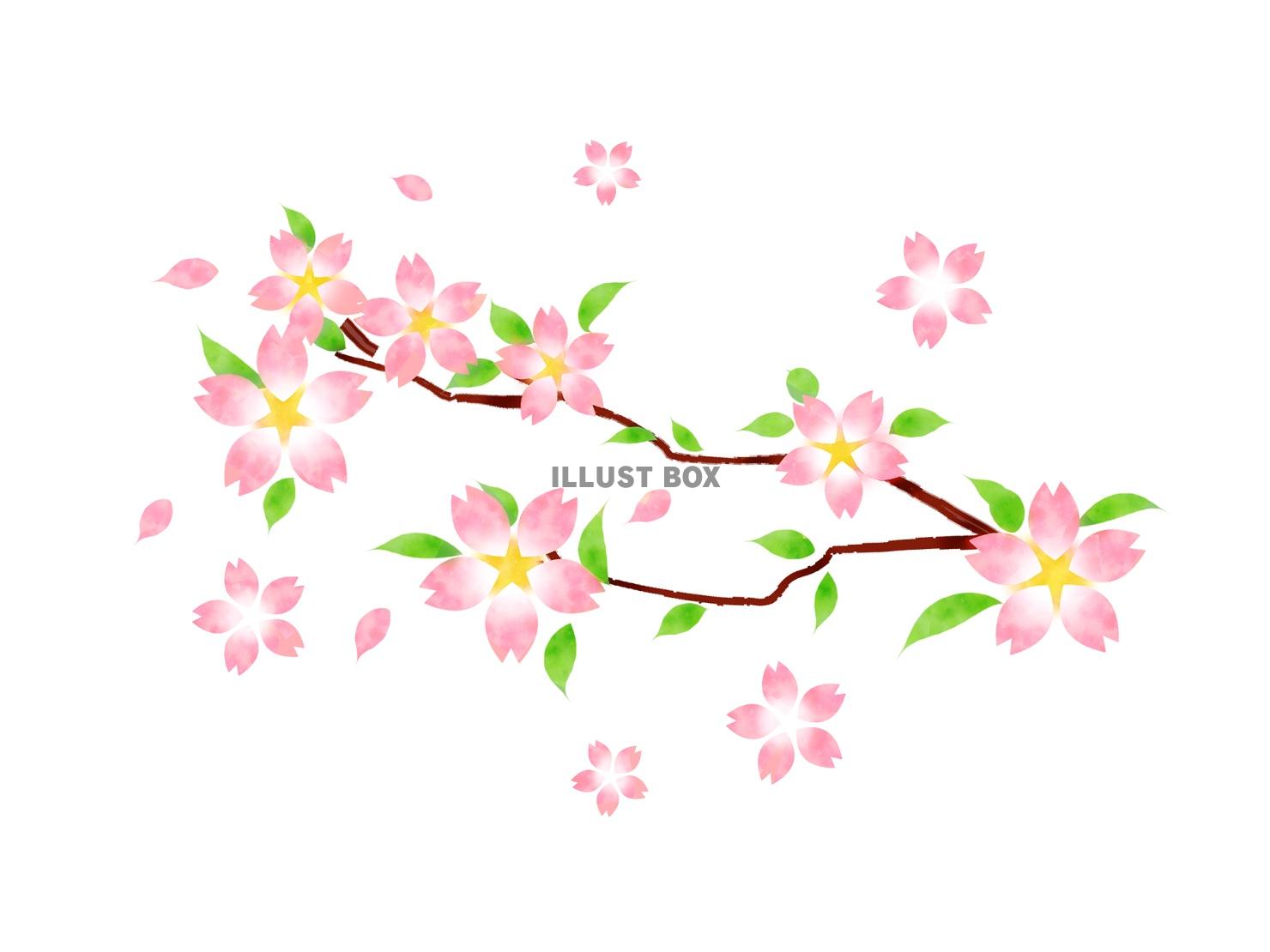 無料イラスト 桜の枝