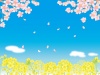 桜と菜の花畑1