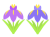 ショウブの花2輪　透過png