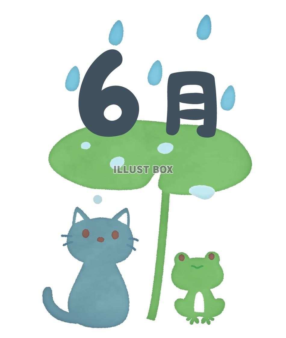 6月　雨の日の猫とカエル