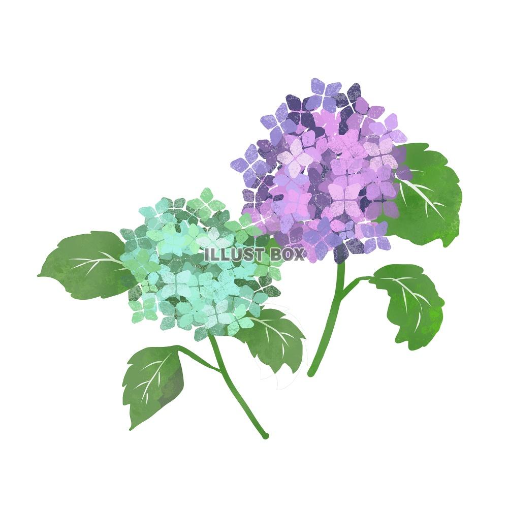 無料イラスト 紫陽花イラスト 02