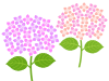 紫陽花の壁紙画像シンプル背景素材イラスト。透過PNG