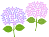 紫陽花の壁紙画像シンプル背景素材イラスト。透過PNG