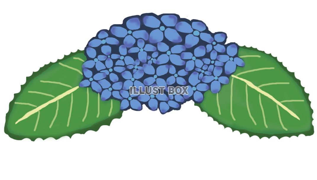 紫陽花(青)png