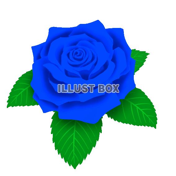 無料イラスト ブルーのバラ