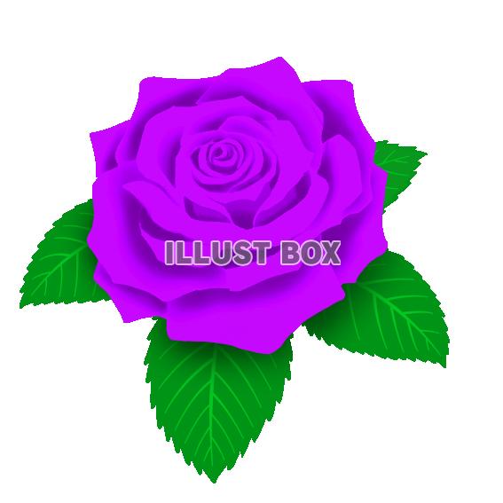 紫の花 イラスト無料