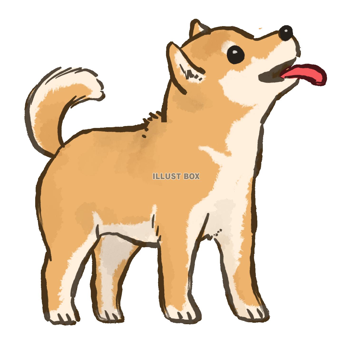 柴犬 イラスト