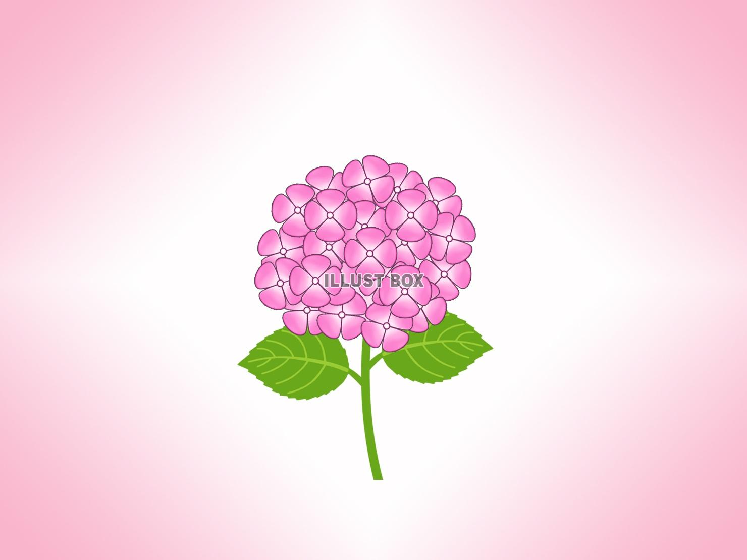 紫陽花の壁紙画像シンプル背景素材イラスト