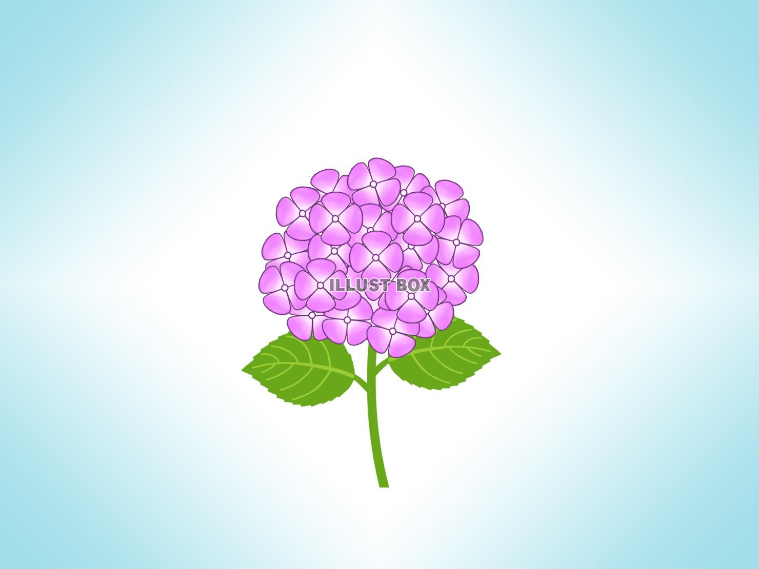 無料イラスト 紫陽花の壁紙画像シンプル背景素材イラスト