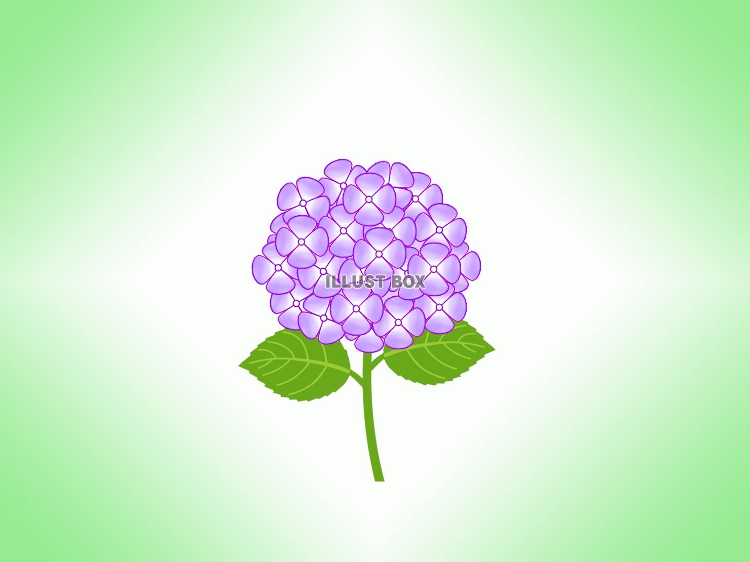 紫陽花の壁紙画像シンプル背景素材イラスト