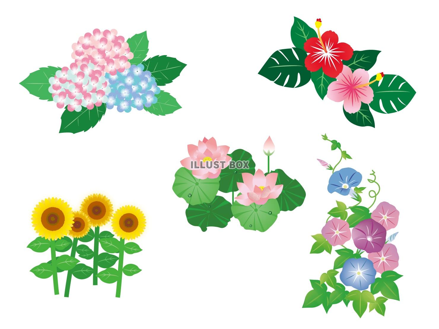 無料イラスト 夏の花