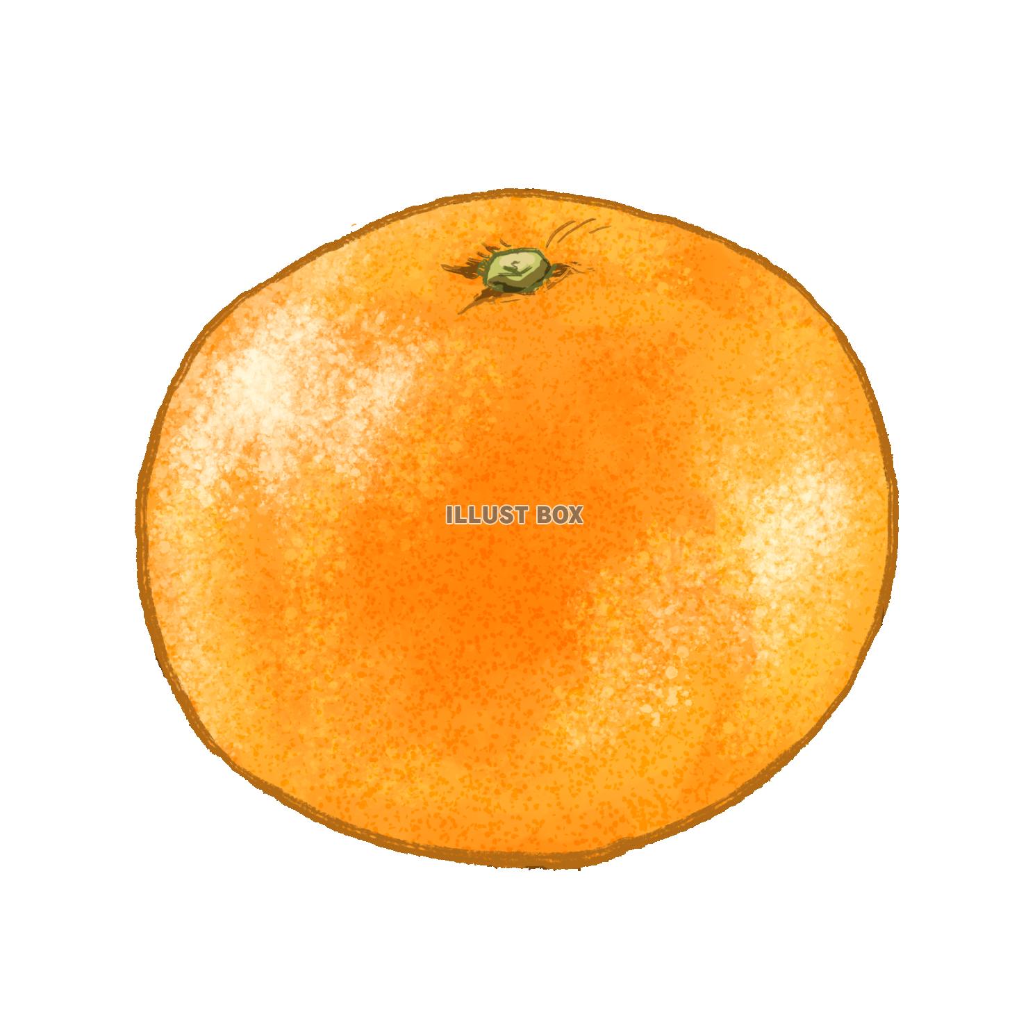 柑橘類 イラスト無料