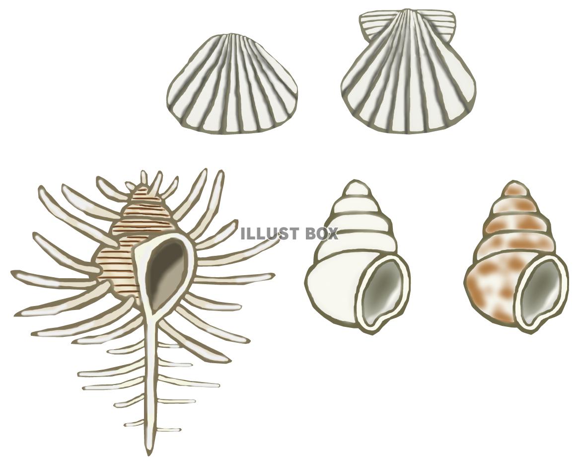 巻貝 イラスト無料