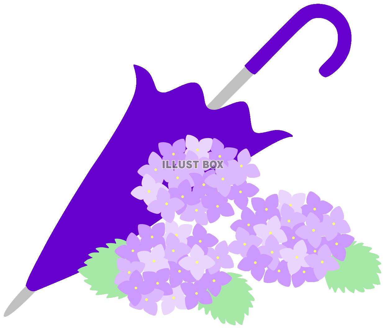 紫陽花と傘（梅雨、あじさい、かさ）