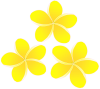 プルメリアのお花（黄色）