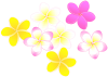 いろいろな色のプルメリアのお花