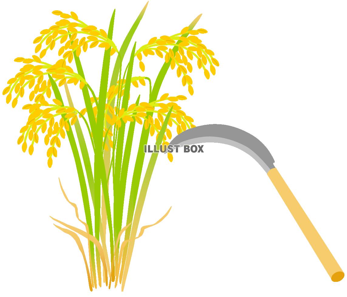 稲刈り１（鎌、秋、米、稲穂、豊作）