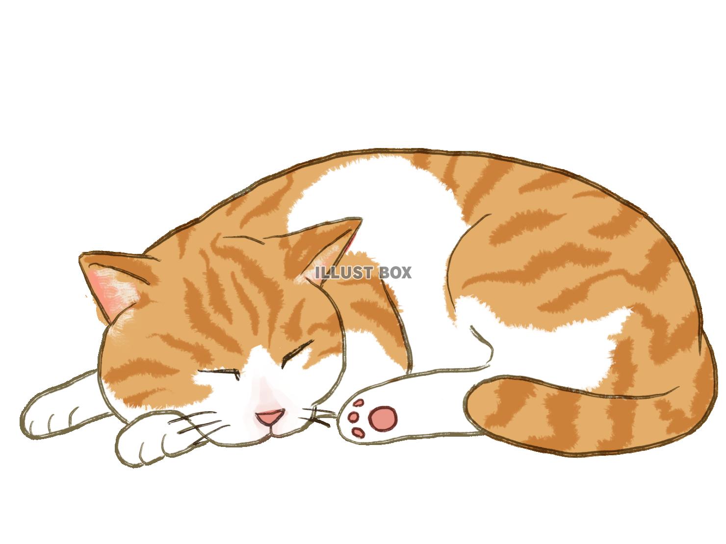 無料イラスト 眠り猫