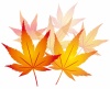 紅葉もみじ飾りアイコン葉水彩シルエットシンプル装飾秋10月モミジ和風葉っぱ11月