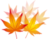 紅葉もみじ飾りアイコン葉水彩シルエットシンプル装飾秋10月モミジ和風葉っぱ11月