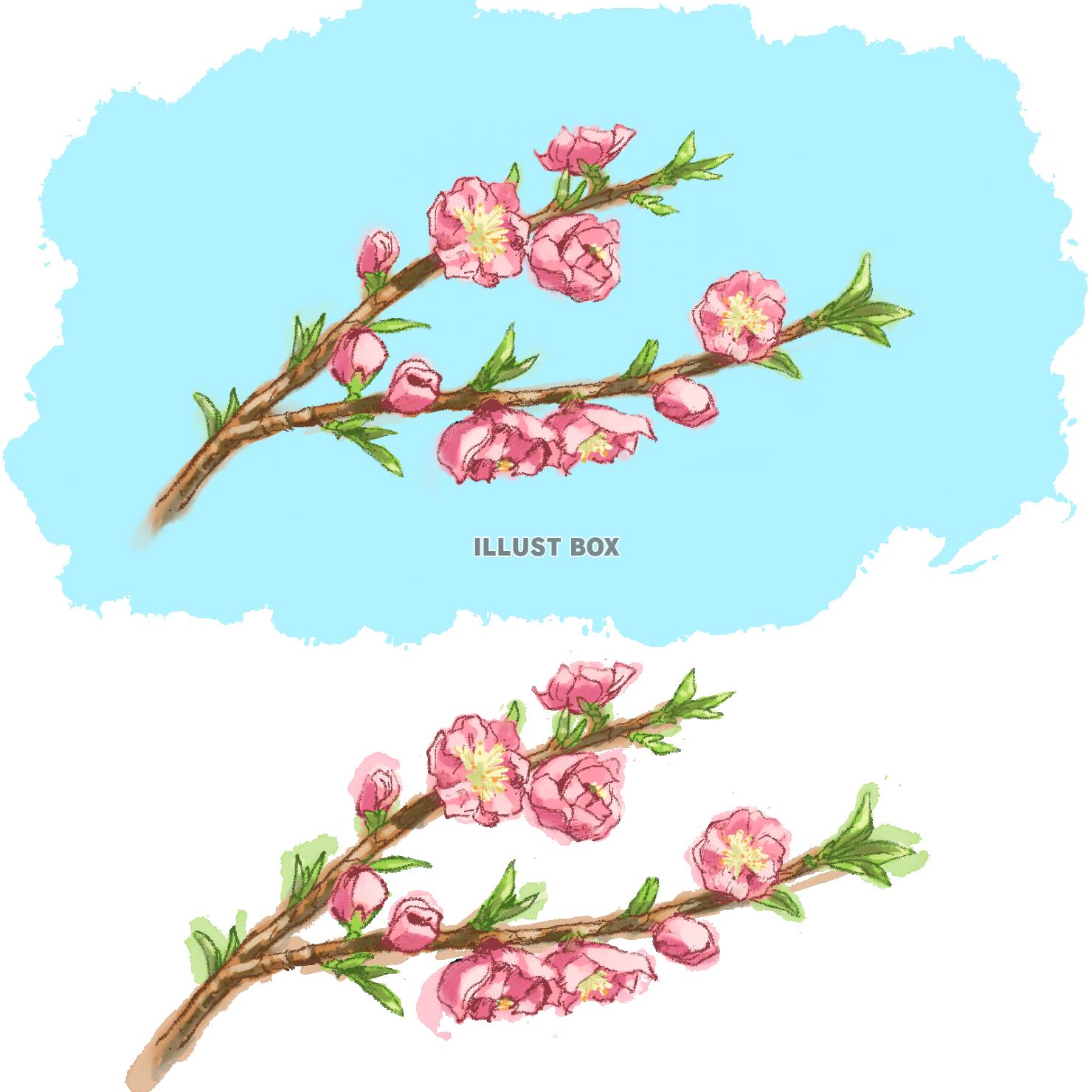無料イラスト 桃の花