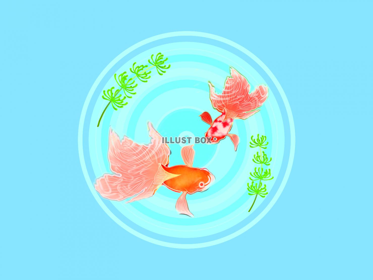 金魚　壁紙