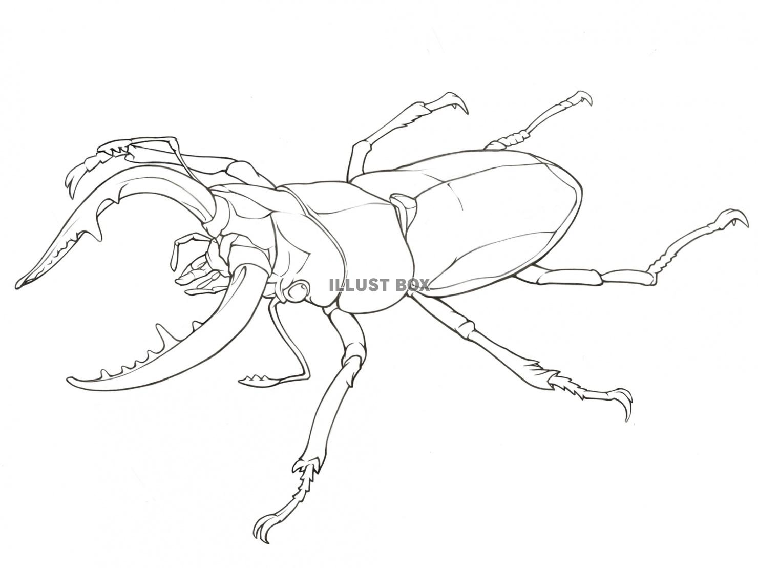 無料イラスト ノコギリクワガタ ぬりえ