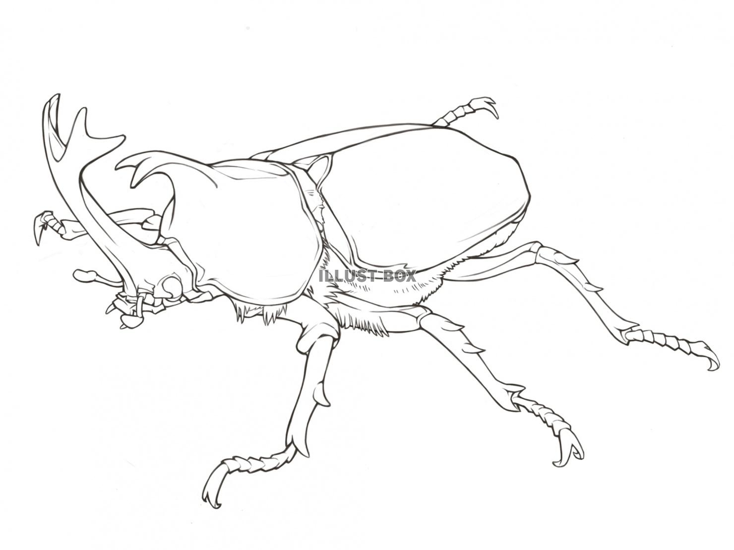 昆虫・カブトムシ