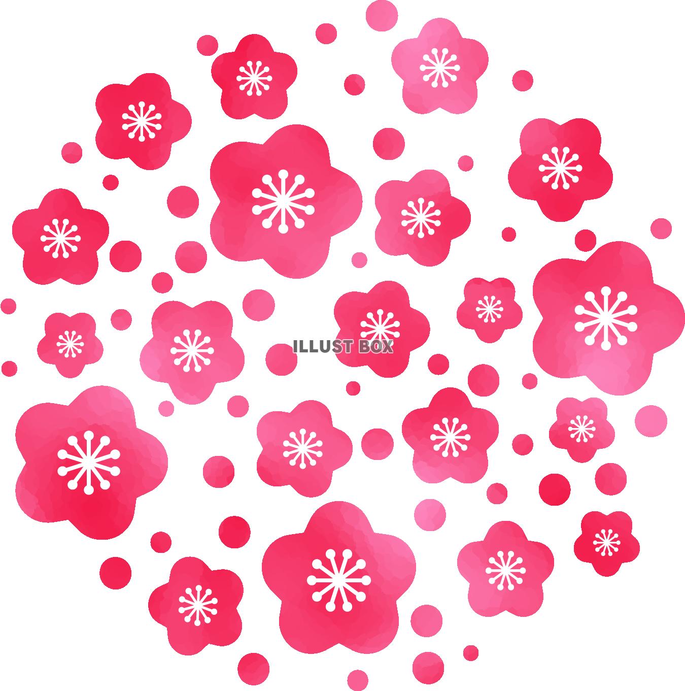 無料イラスト 梅の花 透過 Png