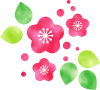 梅の花　透過　PNG