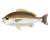 イサキ　透過PNG