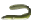 ウナギ　透過PNG
